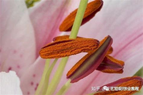 突然聞到百合花香|为什么我闻百合花的时候闻到的不是香味而是一种很难说清楚的味。